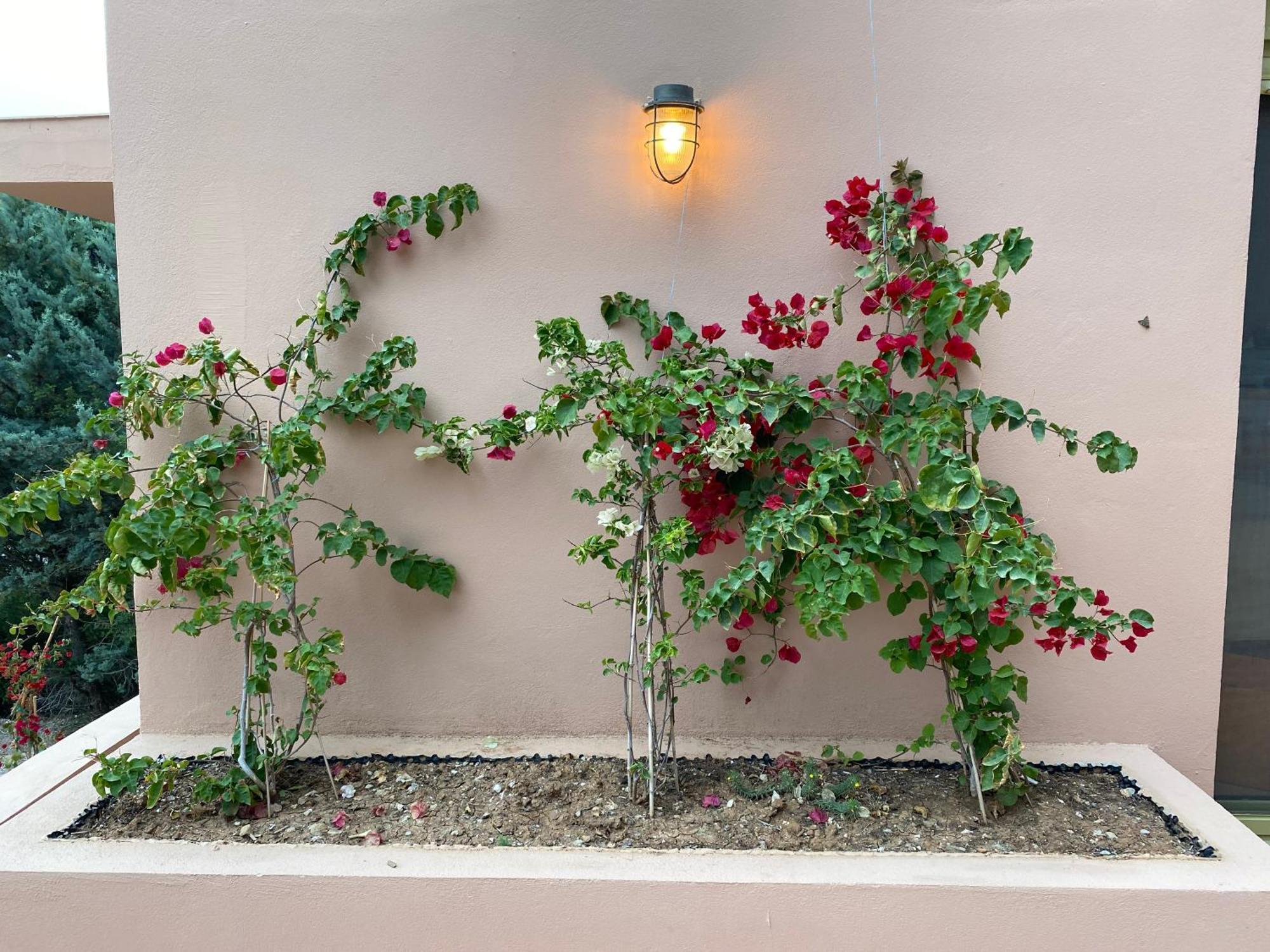 Askalosia Villa 아기오스 게오르기오스 외부 사진